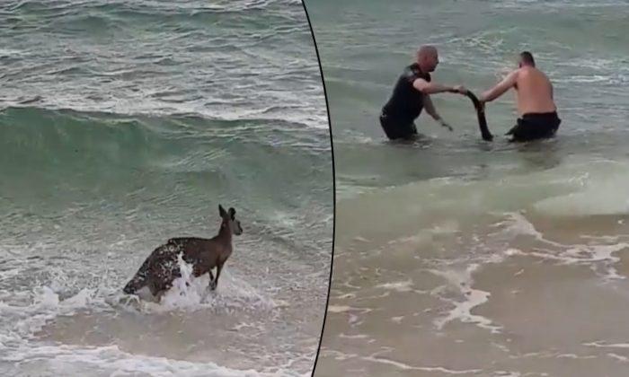 Drowning Kangaroo Rescued by Rosebud Police Officers in Australia