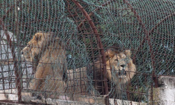 Animals Removed From Albanian Zoo Over Malnourishment Fears