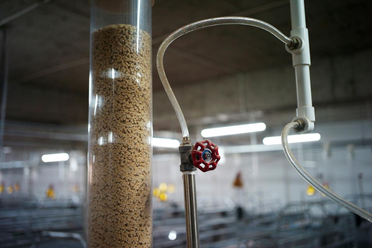 Chinese Traders Affected by New Animal Feed Guidelines on Soy Demand