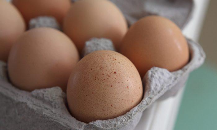 Salmonella Scare Triggers Egg Recall
