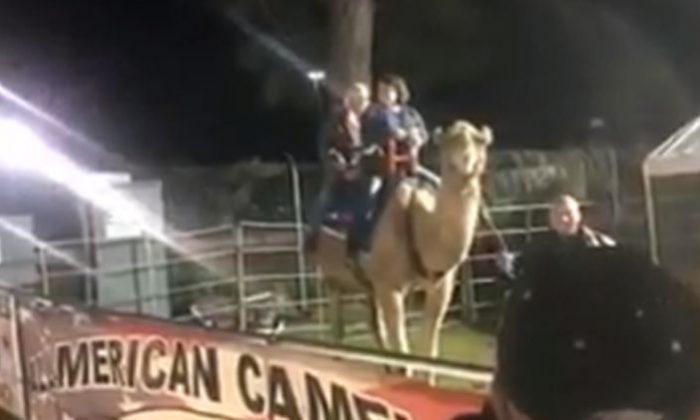 Camel Attacks Man at South Carolina Fair, Riders Terrified