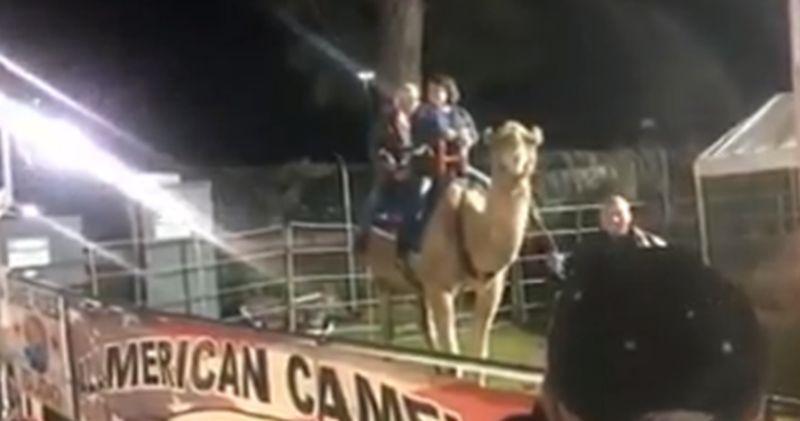 A woman shared footage of a camel attacking a handler at a fair in Ladson, S.C. on Oct. 25, 2018. (Todd Brumley via Storyful)