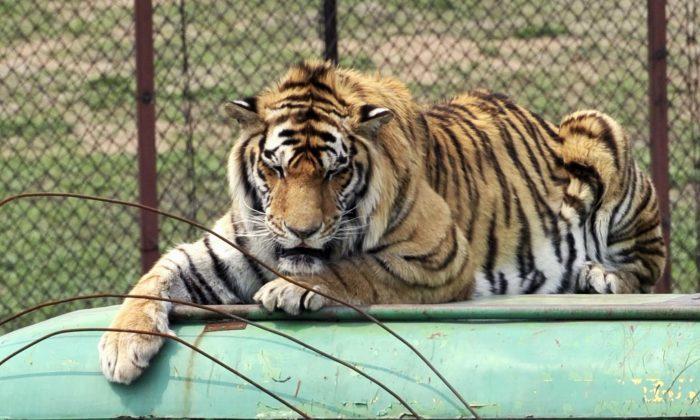 China Reverses Ban on Trade in Tiger, Rhino Products