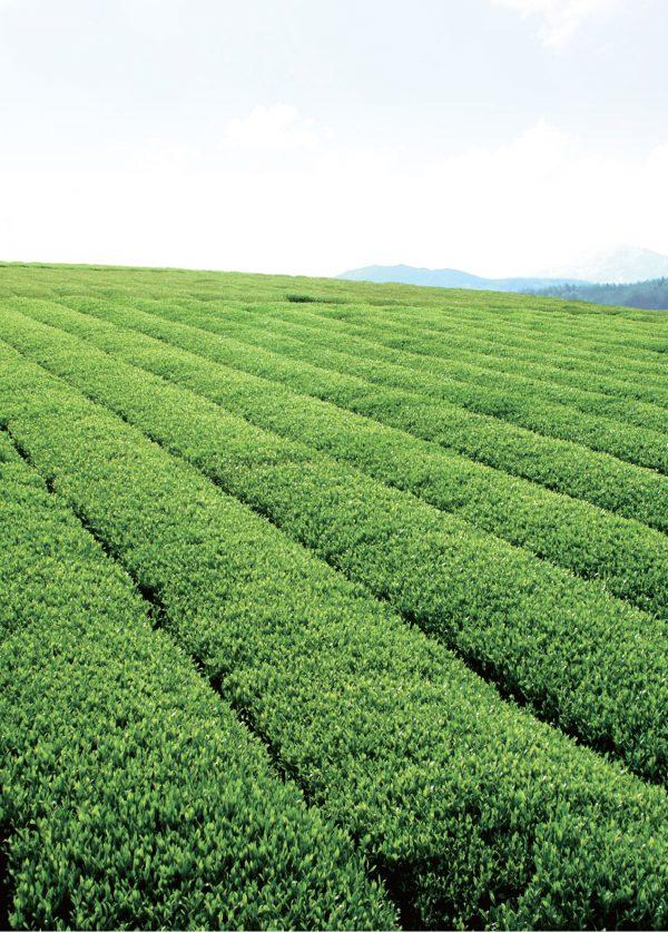 Green tea thrives in Haenam’s warm, coastal environment. (Courtesy of TEAZEN)