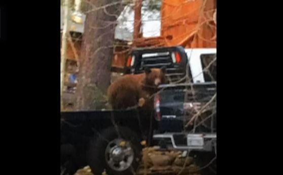 Trapped Bear Cub Rescued From Truck While Mother Bear Waits Outside