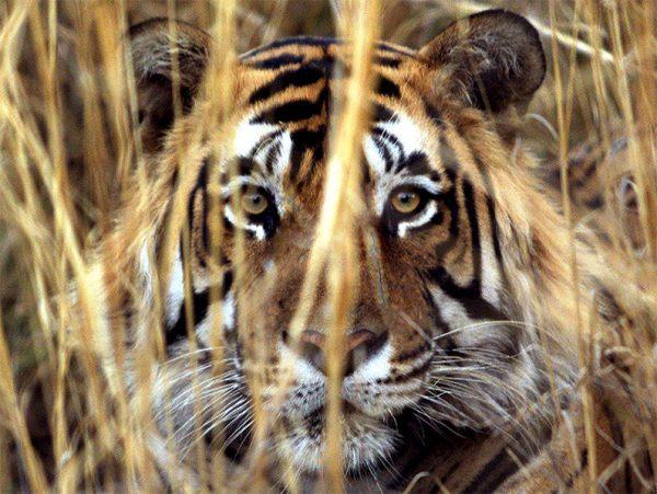 A Bengal tiger named Boomerang rests in the bush in Ranthambhore National Park in Jaipur, India, on Jan. 4, 2012. (Stephen Jaffe/AFP/Getty Images)