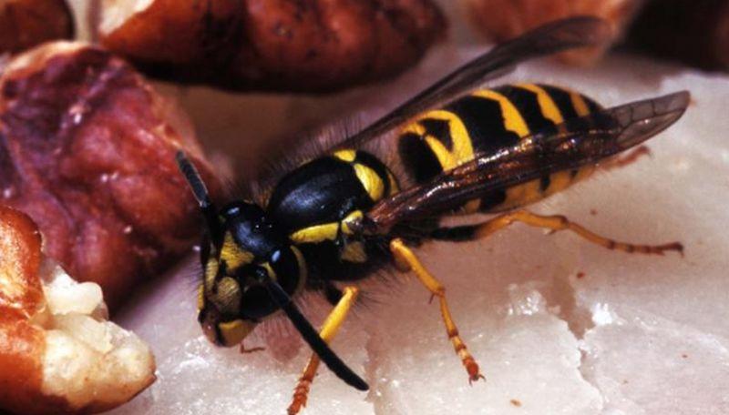 Yellowjackets have yellow or white faces. When resting, they usually hold their wings down their back (not spread out). Right before landing, they often fly quickly side to side. (Missouri Department of Conservation)