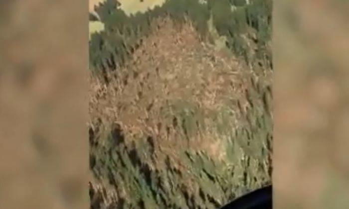 Video: Storm ‘Flattens’ Forest in Italy
