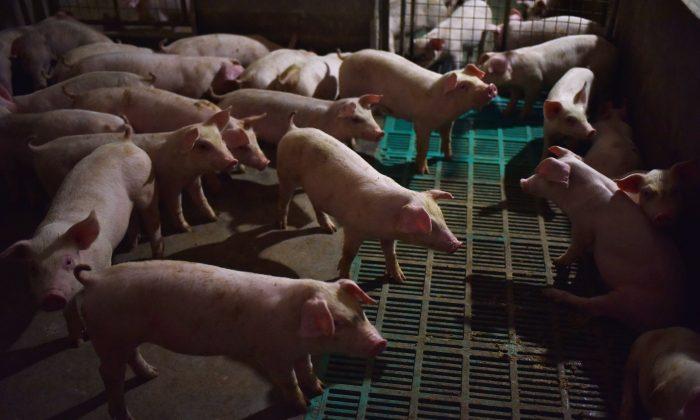 Chinese Authorities Suspected of Hiding Possible Spread of African Swine Fever