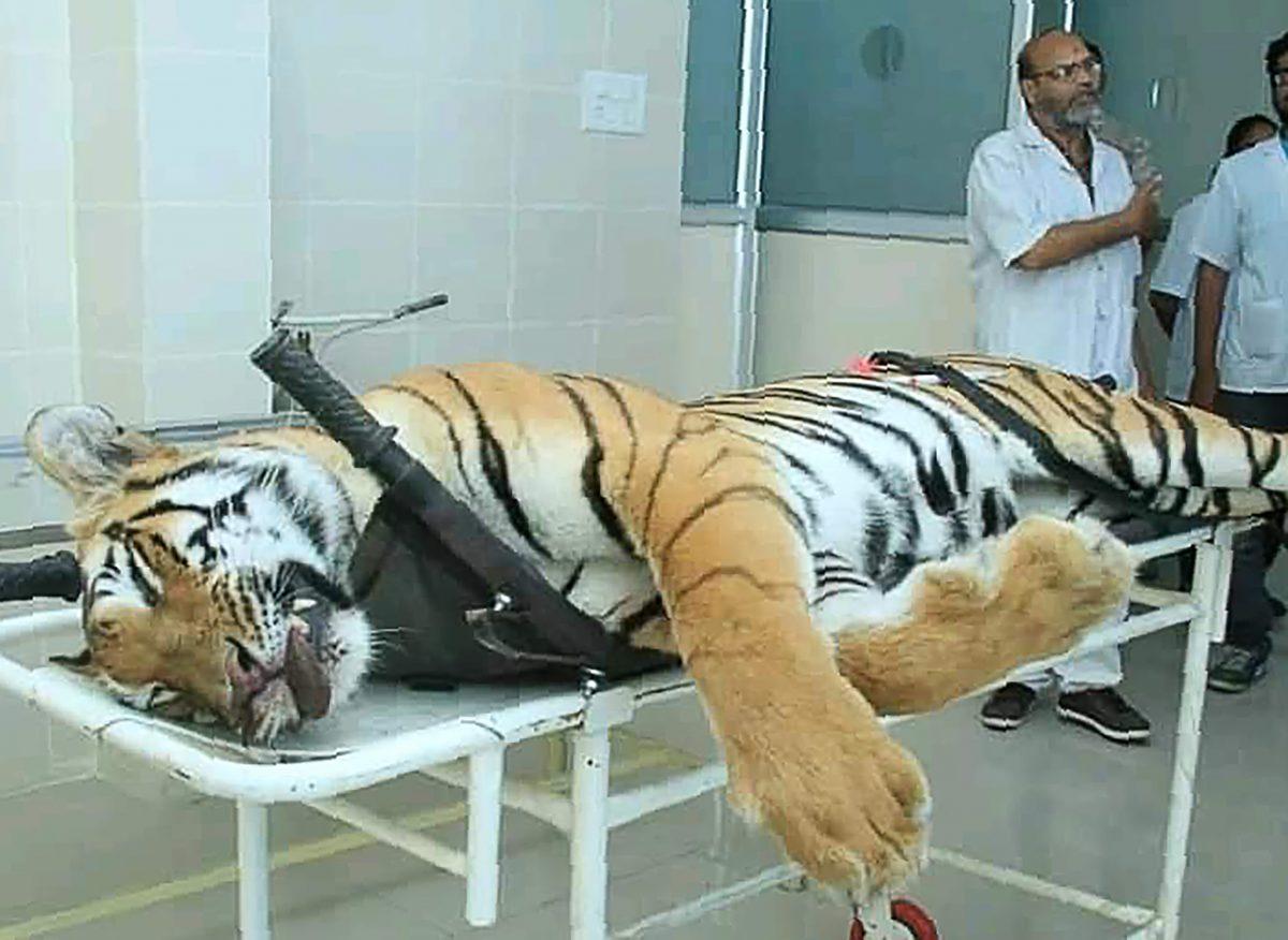 Gorewada Rescue Centre personnel near the body of the man-eating tigress T-1 at a postmortem room at Gorewada Rescue Centre in Nagpur, on Nov. 3, 2018. (AFP/Getty Images)