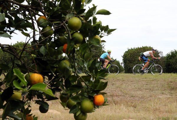 Competitors race past an orange grove during the cycling portion of the Ironman Florida triathlon in Haines City, Florida on Nov. 4, 2018. (Jamie Squire/Getty Images)