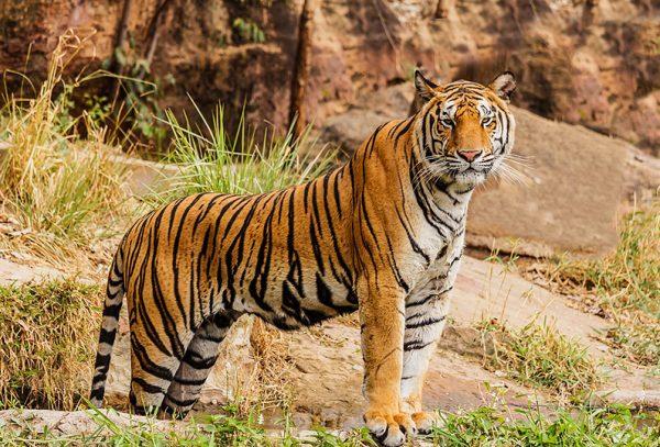 An Indian Bengal tiger in the wild (Derrick Brutel/Wikimedia Commons)