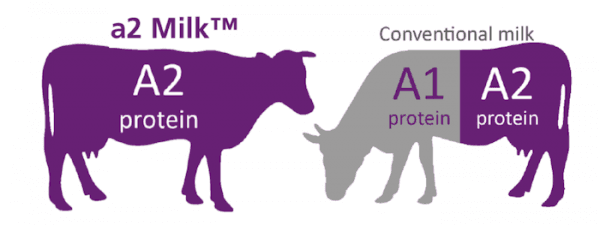 Cows produce different types of milk proteins: A1 and A2. Some cow’s milk contains both proteins, and some only A2. (Courtesy of The a2 Milk Company)