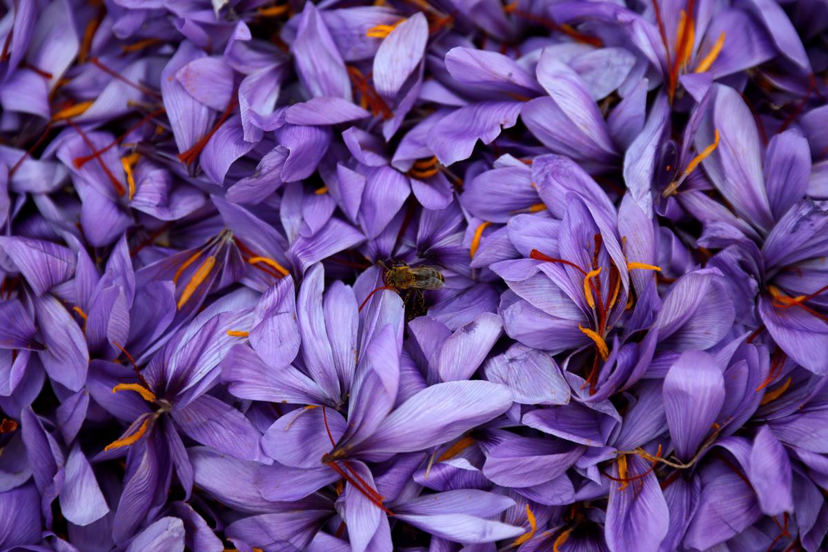 Greece’s ‘Red Gold’: Saffron Trade Blooms in Wilted Economy