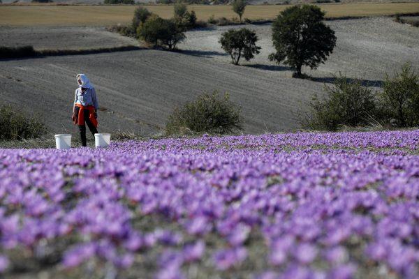Evangelia Patsioura pauses as she harvests saffron flowers at her family's field in the town of Krokos, Greece, on Oct. 27, 2018. (Reuters/Alkis Konstantinidis)