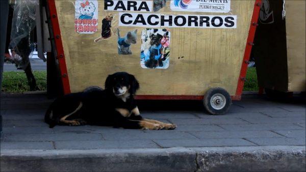 A street dog in Mineral del Monte, Mexico, in a file photo. (Courtesy Lorena Rivera Garnica)