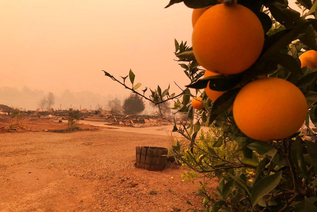 This photo shows orange and lime trees at a burned-out property in Paradise, Calif., Friday, Nov. 9, 2018, after a wildfire swept through the area. (Gillian Flaccus/AP Photo)
