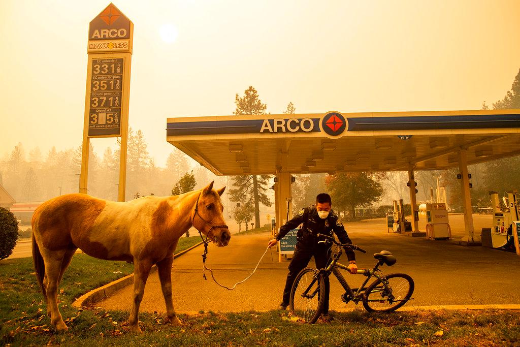Officer Randy Law tends to a rescued horse rescued as a wildfire burns in Paradise, Calif., on Friday, Nov. 9, 2018. (Noah Berger/AP Photo)