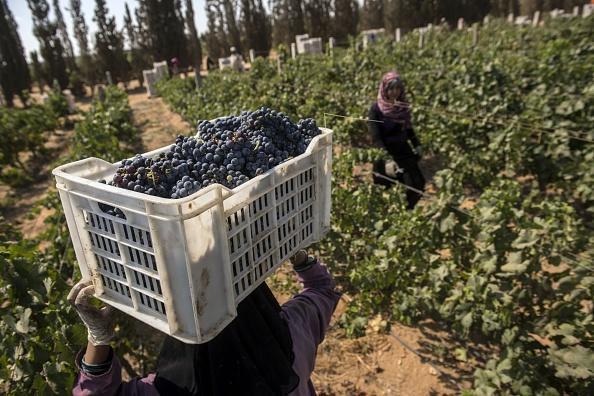 Egypt Winery Seeks Ancient Inspiration for Present-Day Success
