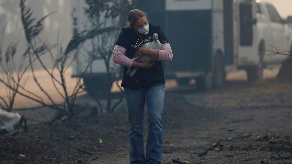 Equine veterinarian Jesse Jellison carries an injured goose to a waiting transport during the Camp Fire in Paradise, California, on Nov. 10, 2018. (Stephen Lam/Reuters)