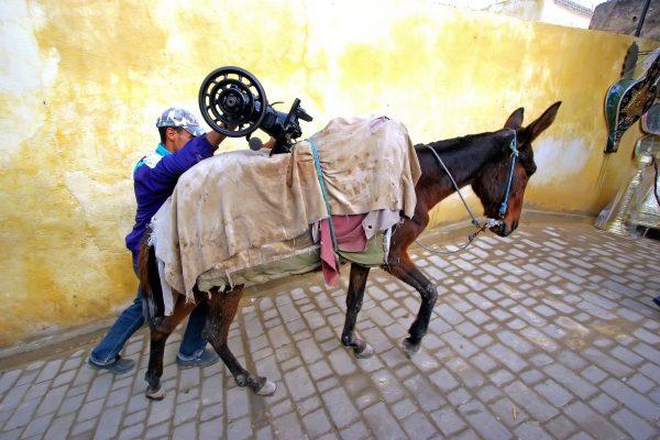 Donkey carrying a machine in the medina. (Eric Valenne geostory/Shutterstock.com)
