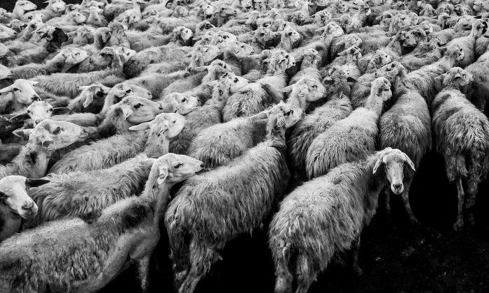 Vaccines Induce Bizarre Anti-Social Behavior in Sheep