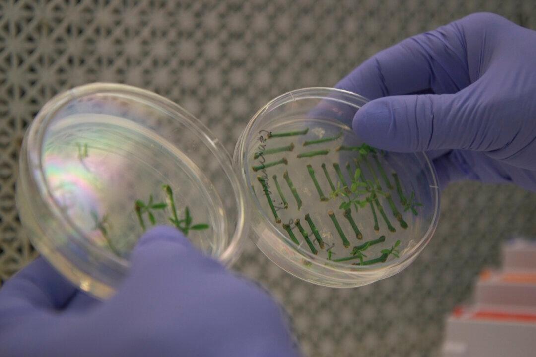 Gene-Edited Food Is Coming, but Will Shoppers Buy?