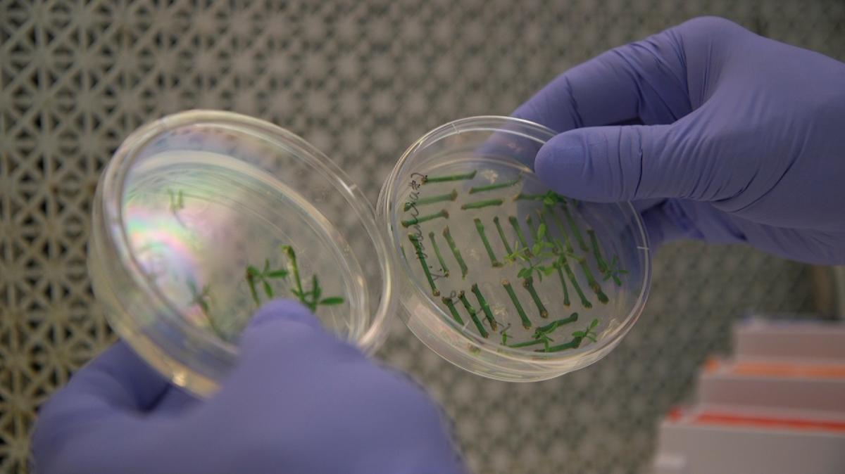 Gene-Edited Food Is Coming, but Will Shoppers Buy?