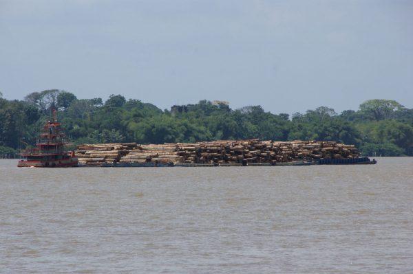 A boat carries wood on the Guamá River, within the Amazon forest, in Pará State, Brazil, on Oct. 2, 2018. (Vinícius Fontana/Special to The Epoch Times)