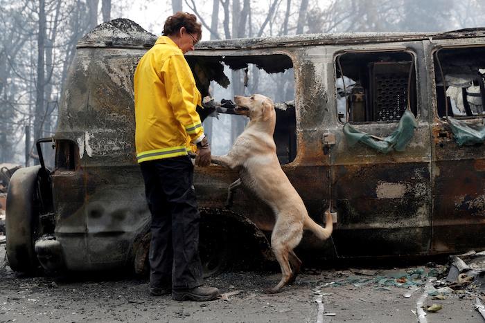 Karen Atkinson, of Marin, searches for human remains with her cadaver dog, Echo, in a van destroyed by the Camp Fire in Paradise, Calif., on Nov. 14, 2018. (Terray Sylvester/Reuters)
