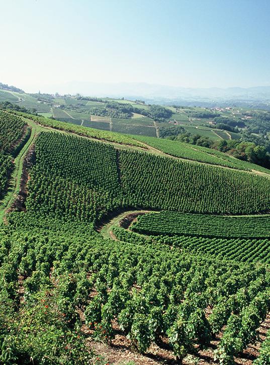 The Vins de Georges Duboeuf grounds, in Beaujolais. (Courtesy of Vins de Georges Duboeuf)