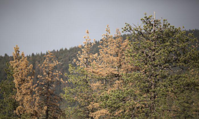 California Private Forests Closed to Public Due to Wildfire Risk