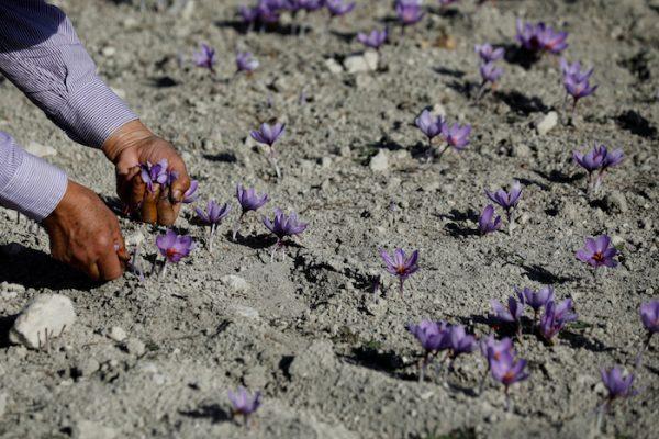 A worker harvests saffron flowers in a field in the town of Krokos, Greece,<br/>on Oct. 27, 2018. (Reuters/Alkis Konstantinidis)