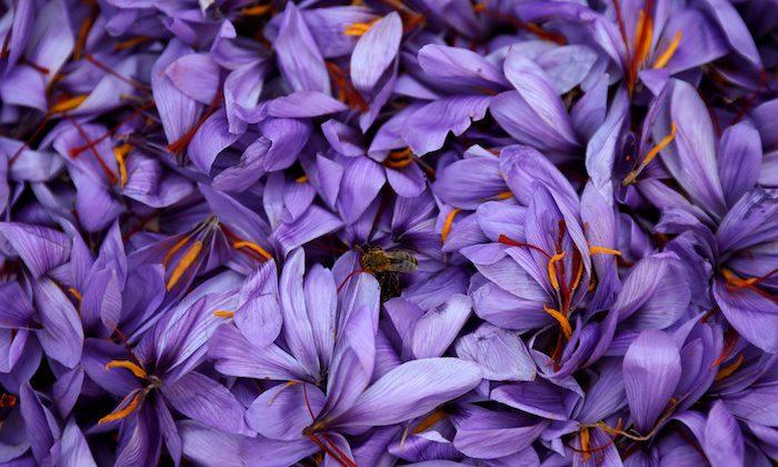 Greece’s ‘Red Gold’: Saffron Trade Blooms in Wilted Economy