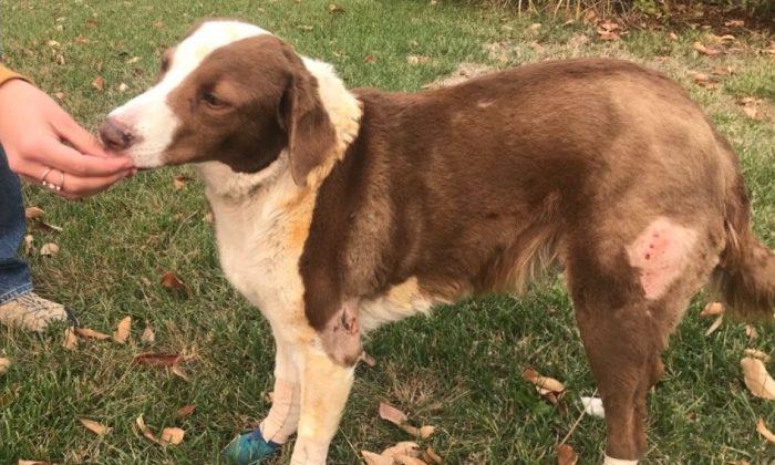Camp Fire Ravages Town of Paradise, California, but Family Dog Survives