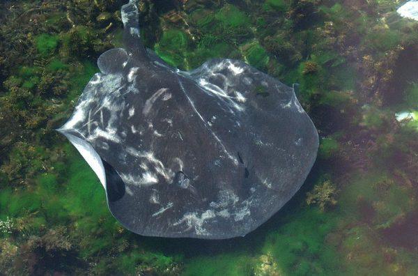 A smooth stingray feeding on discarded snapper carcasses at Schnapper Point, Victoria, Australia. (Alpha/Flickr/CC BY-SA-2.0 ept.ms/2utDIe90)