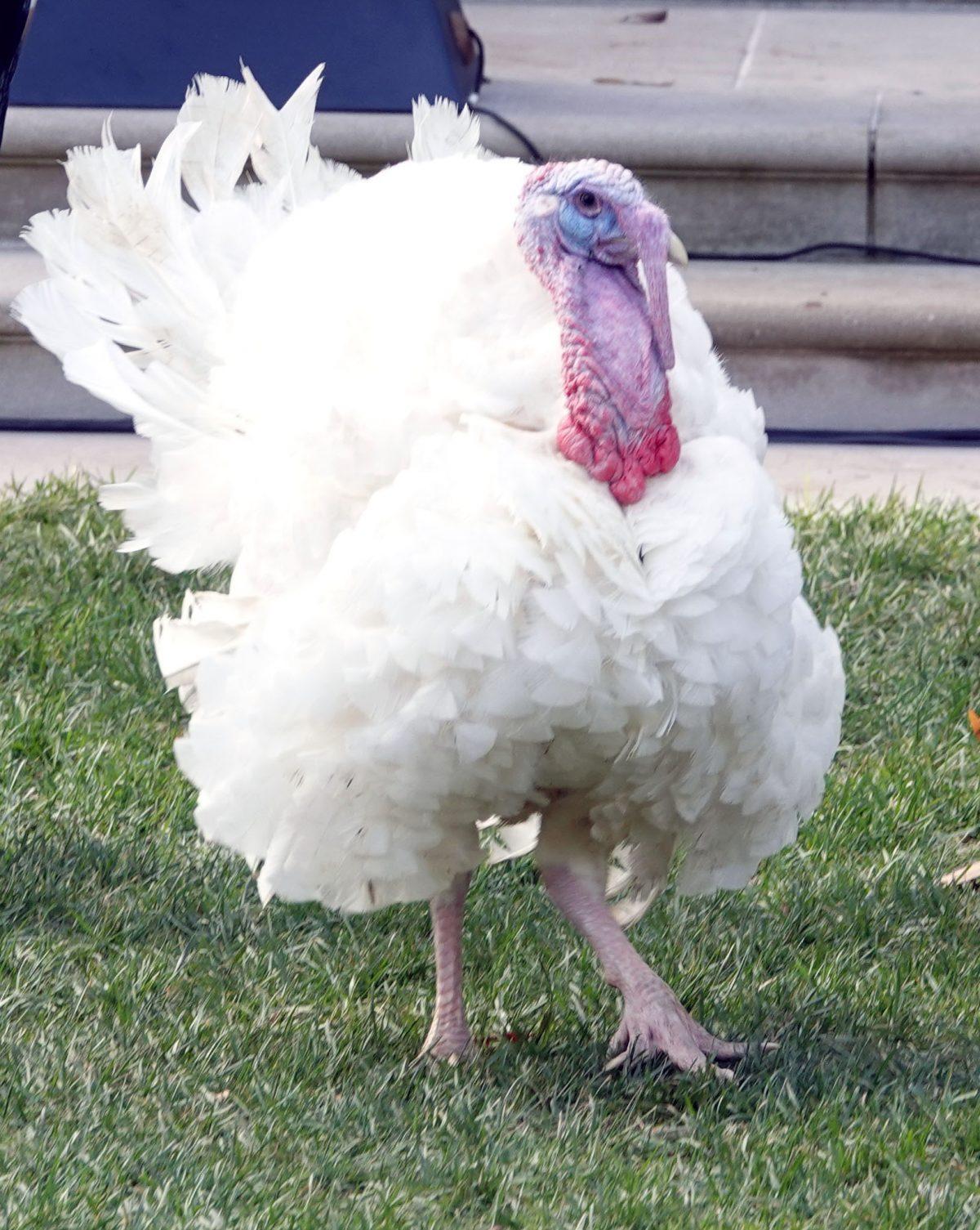 The turkey Peas, who was pardoned by President Donald Trump, at the White House in Washington on Nov. 20, 2018. (Jenny Jing/The Epoch Times)