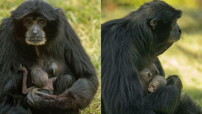 San Diego Zoo’s 37-Year-Old Ape on Birth Control Has a Baby