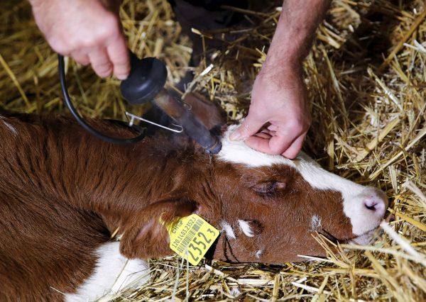 Veterinarian Jean-Marie Surer removes the horn of a calf at a farm in Marchissy, Switzerland, on Nov. 15, 2018. (Reuters/Denis Balibouse)