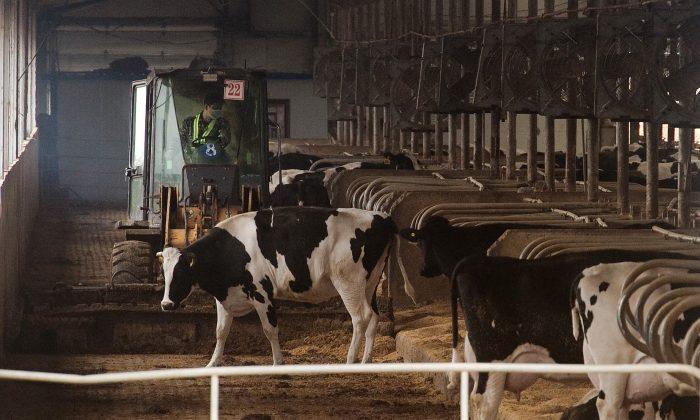 Outcry and Arrests in China Over Abattoir Pumping Cattle With Water