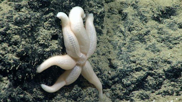 A mysterious six-rayed starfish found during dive 11 of the 2018 Oceano Profundo expedition, on a landslide feature north of Vega Baja, Puerto Rico. (NOAA Office of Ocean Exploration and Research, via AP)