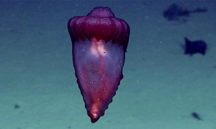 Scientists Share Amazing Images From Deep-Water Probes in Caribbean Waters
