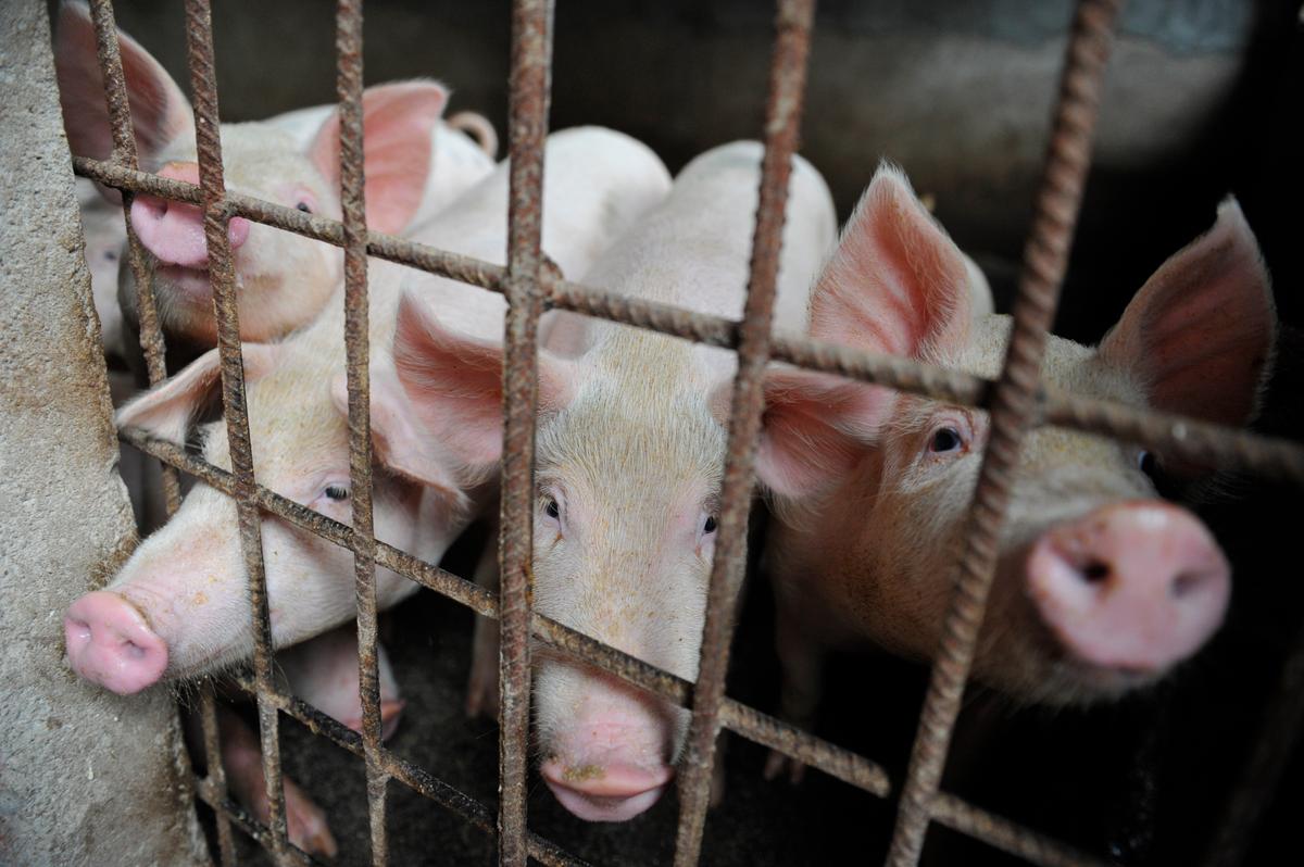 Fresh African Swine Fever Outbreak Hits China’s Xinjiang