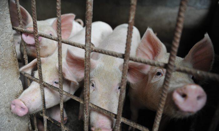 Swine Fever Adds to China’s Economic Headaches