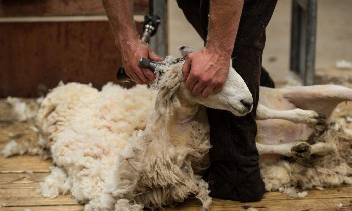 Animal Rights Activists PETA Demand British Village Called Wool Change Its Name