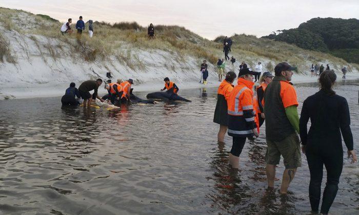 6 Whales Refloated After Stranding on New Zealand Beach