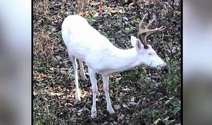 Hunter Spots 12-Point Albino Buck in Tennessee: ‘Like Seeing a Ghost’