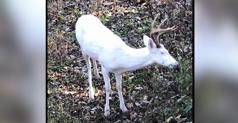 A Tennessee hunter said she had a “once-in-a-lifetime experience” when she spotted a 12-point albino buck. (Tennessee Wildlife Resources Agency via Amy Hall)