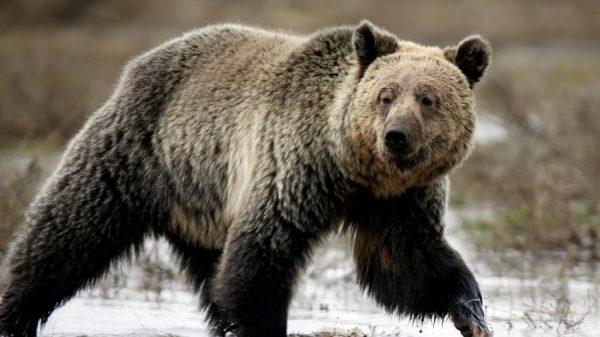 A grizzly bear roams through the Hayden Valley in Yellowstone National Park in Wyoming, on May 18, 2014. (Reuters/Jim Urquhart/File Photo)