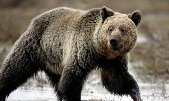 Woman and Infant Daughter Mauled to Death by Grizzly Bear in Canada